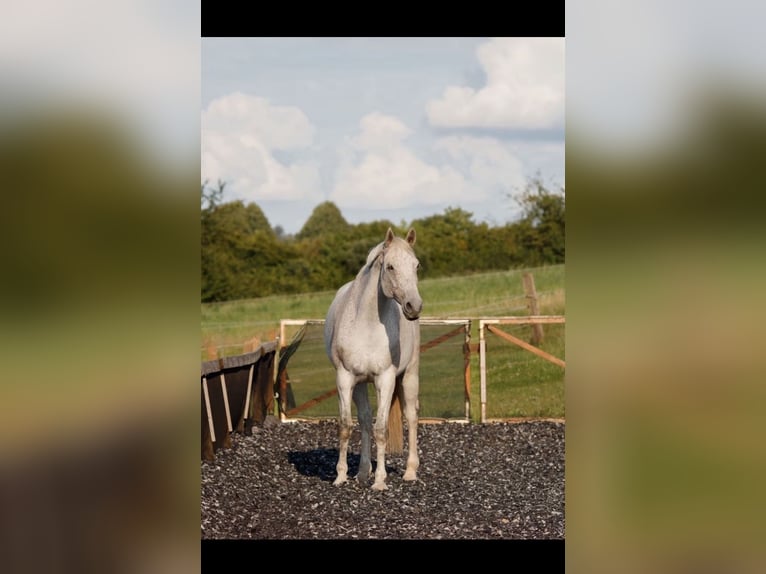 KWPN Gelding 10 years 17,1 hh Gray-Fleabitten in Extertal