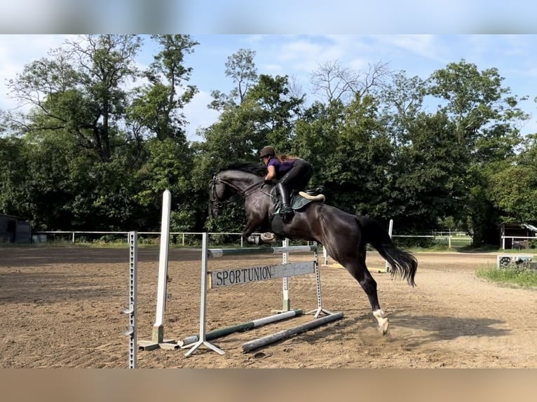 KWPN Gelding 10 years 17,1 hh Smoky-Black in Wien