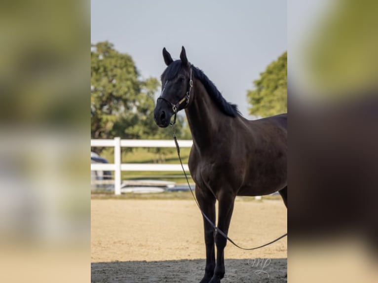 KWPN Gelding 10 years 17,1 hh Smoky-Black in Wien