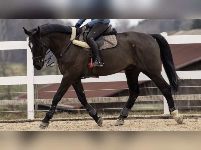 KWPN Gelding 10 years 17,1 hh Smoky-Black in Wien