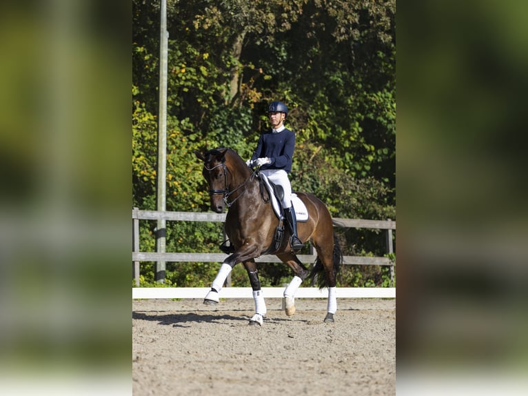 KWPN Gelding 10 years 17,2 hh Bay-Dark in Werkendam