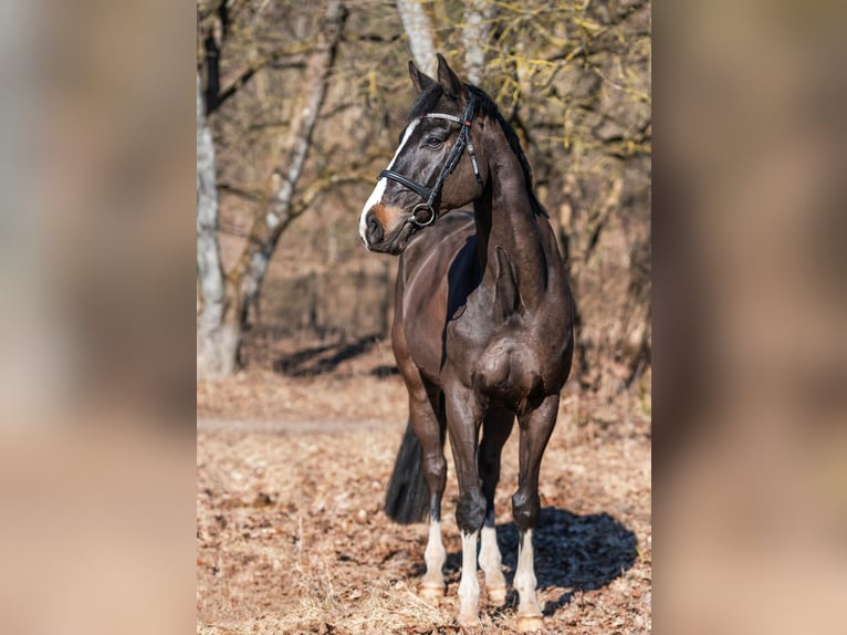 KWPN Gelding 10 years 17 hh Bay-Dark in Bocholt