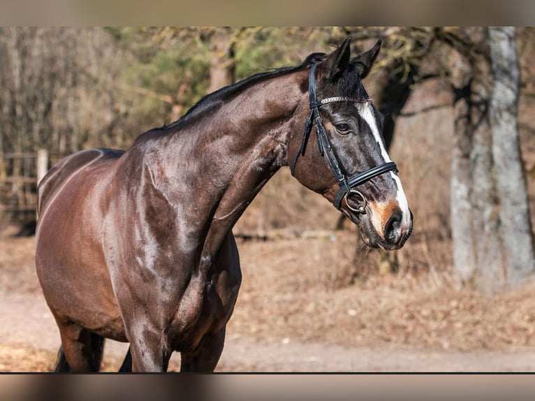 KWPN Gelding 10 years 17 hh Bay-Dark in Bocholt