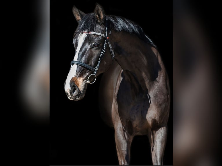 KWPN Gelding 10 years 17 hh Bay-Dark in Bocholt