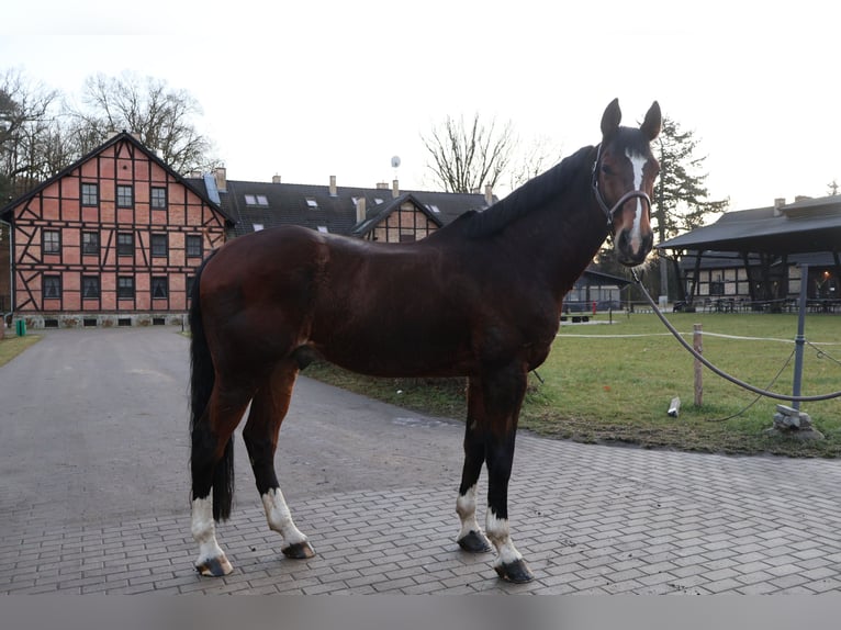 KWPN Gelding 10 years 17 hh Bay-Dark in Bolesławiec