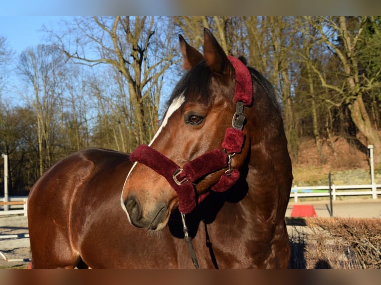KWPN Gelding 10 years 17 hh Bay-Dark in Bolesławiec