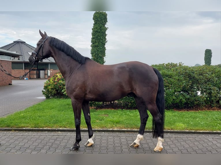 KWPN Gelding 10 years 17 hh Black in Wuppertal