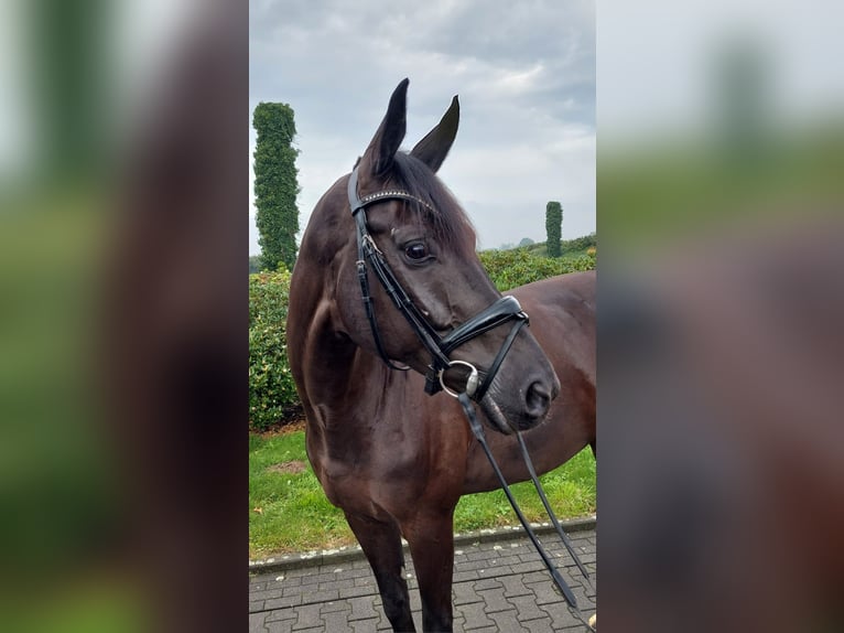 KWPN Gelding 10 years 17 hh Black in Wuppertal