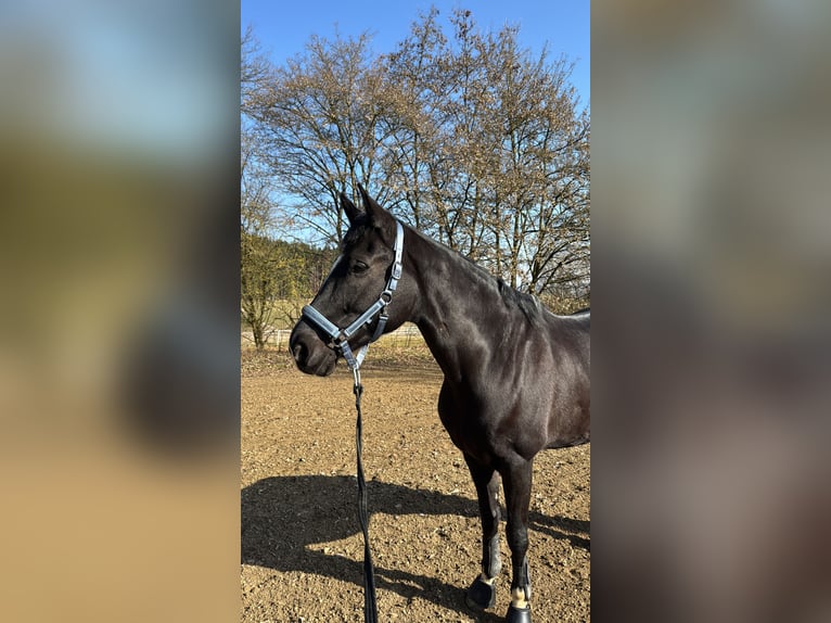 KWPN Gelding 10 years 17 hh Black in Landshut