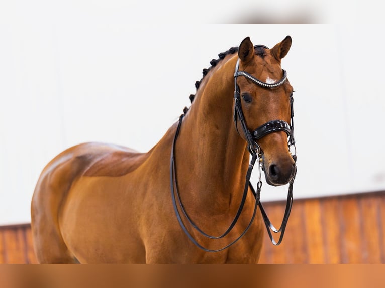 KWPN Gelding 10 years 17 hh Brown in Kwadijk