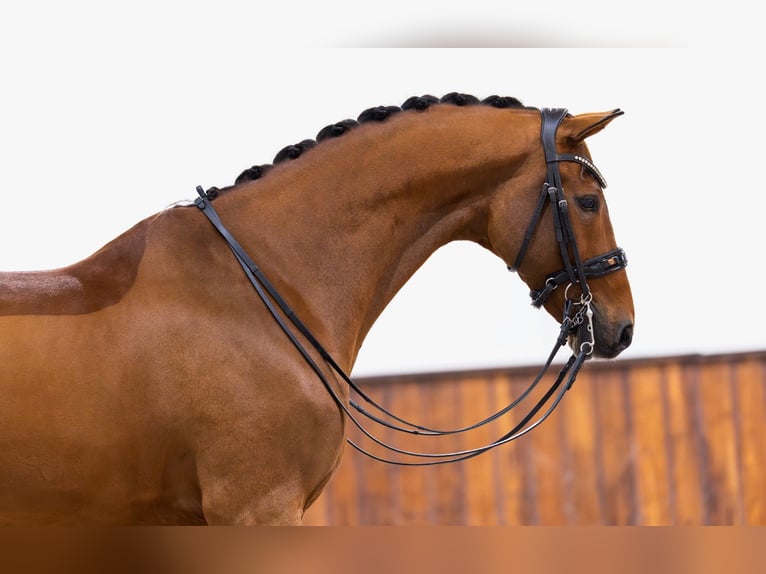 KWPN Gelding 10 years 17 hh Brown in Kwadijk