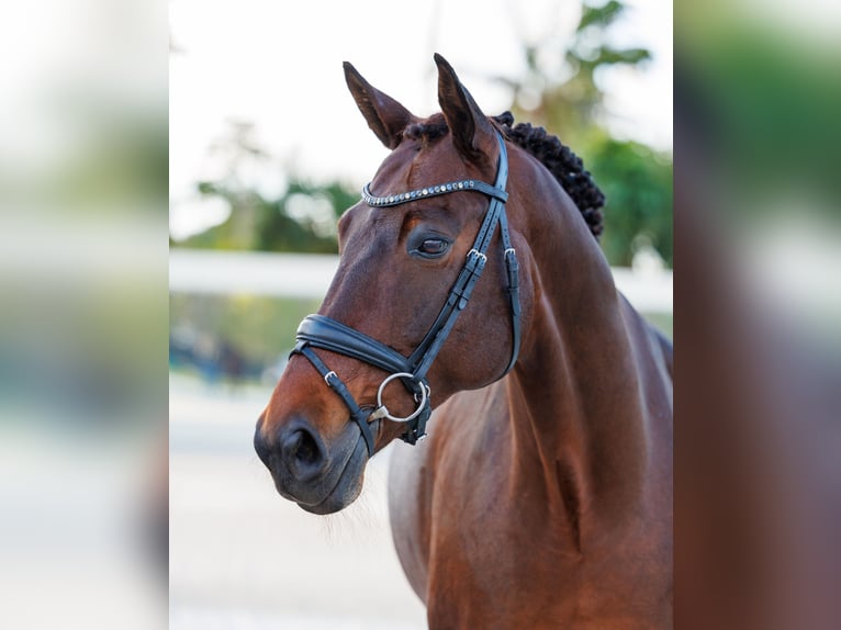 KWPN Gelding 10 years 17 hh Brown in Loxahatchee, FL