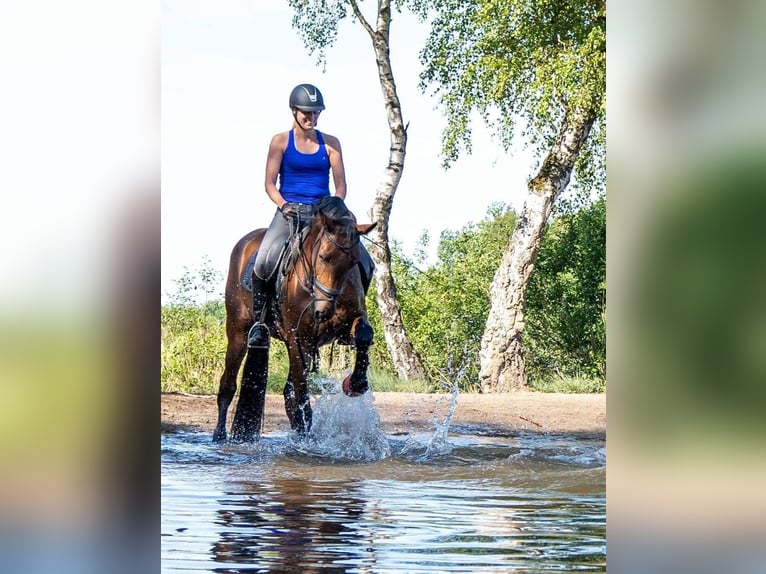 KWPN Gelding 10 years 17 hh Brown in Zonhoven