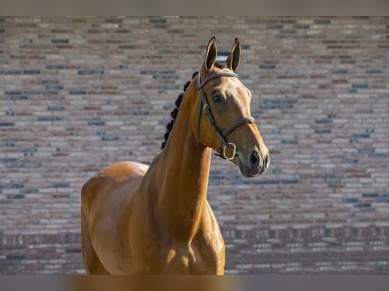 KWPN Gelding 10 years 17 hh Brown in Gelsenkirchen