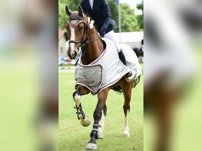 KWPN Gelding 10 years 17 hh Brown in Friedberg