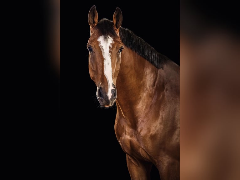 KWPN Gelding 10 years 17 hh Brown in Friedberg