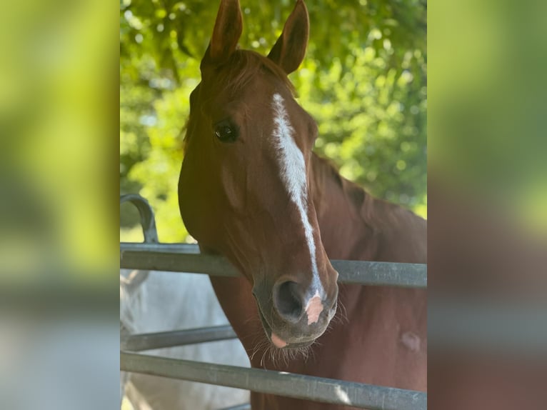 KWPN Gelding 10 years 17 hh Chestnut-Red in Bensheim