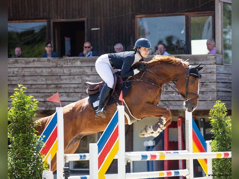 KWPN Gelding 10 years 17 hh Chestnut-Red in Bensheim