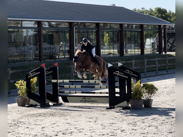 KWPN Gelding 10 years 17 hh Chestnut-Red in Bensheim