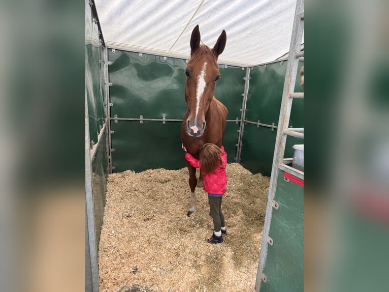 KWPN Gelding 10 years 17 hh Chestnut-Red in Bensheim