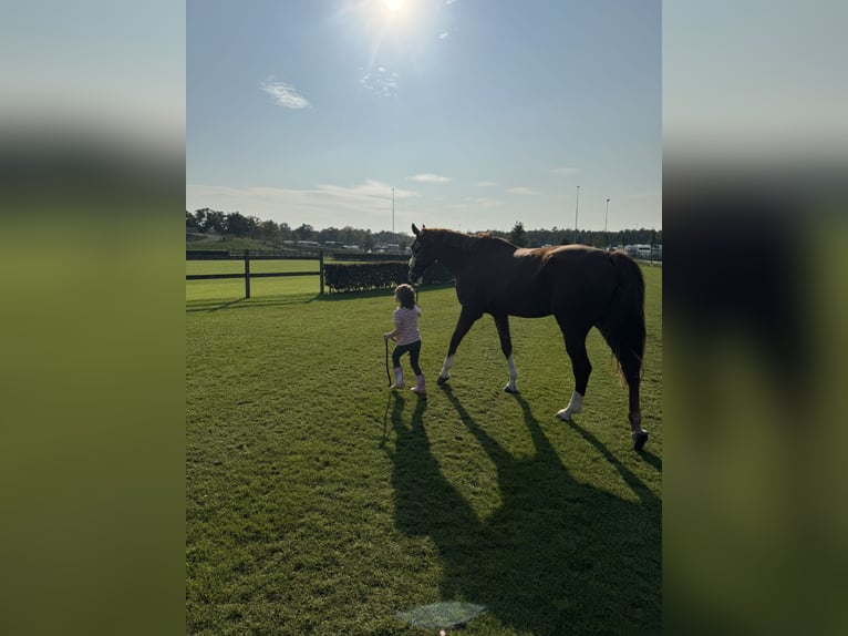 KWPN Gelding 10 years 17 hh Chestnut-Red in Bensheim