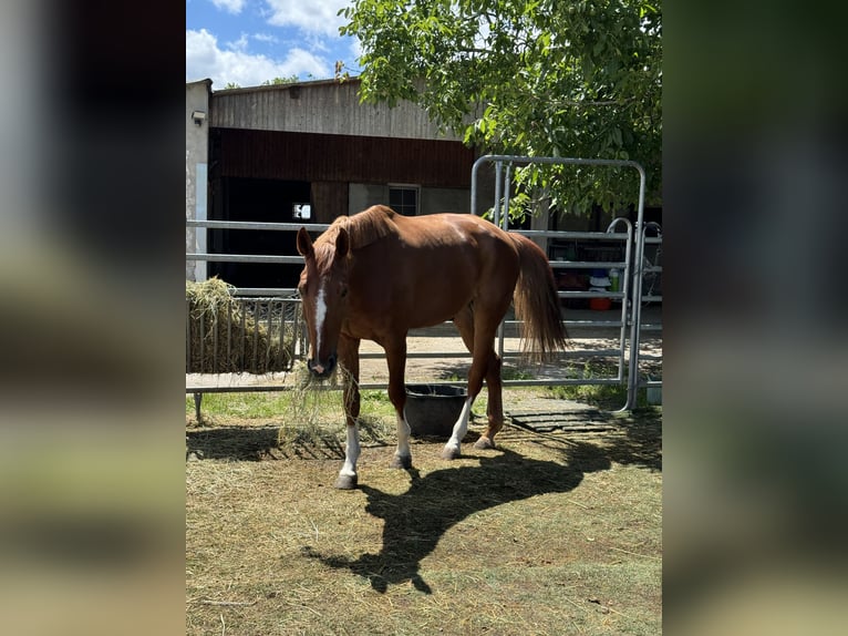 KWPN Gelding 10 years 17 hh Chestnut-Red in Bensheim