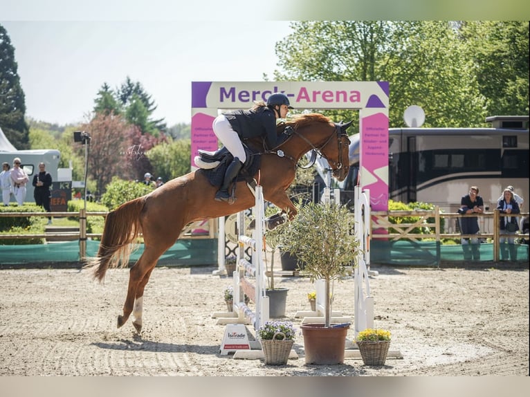 KWPN Gelding 10 years 17 hh Chestnut-Red in Bensheim