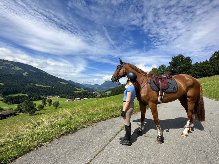 KWPN Gelding 10 years 17 hh Chestnut-Red in Bensheim