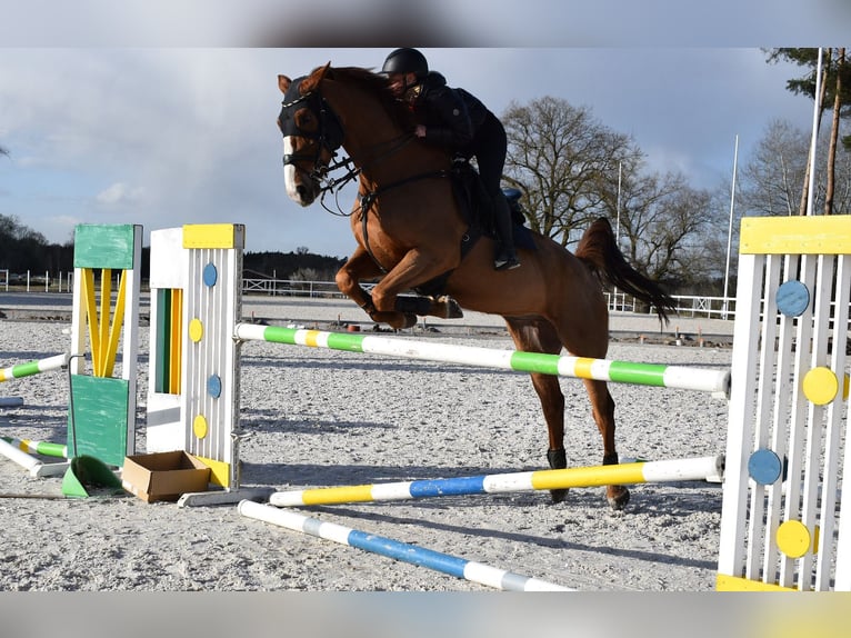 KWPN Gelding 10 years 17 hh Chestnut-Red in Wysogotowo