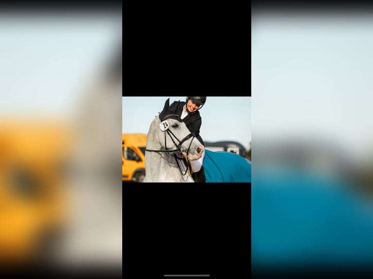 KWPN Gelding 10 years 17 hh Grey in Garding