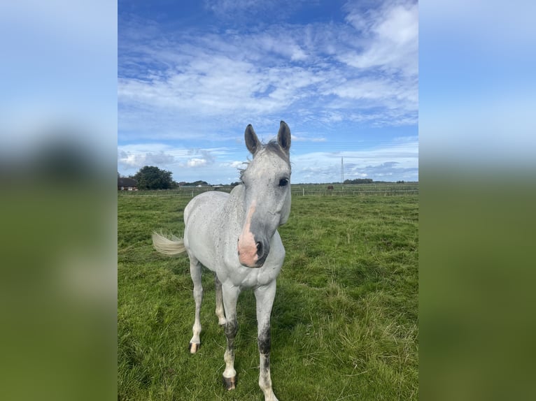 KWPN Gelding 10 years 17 hh Grey in Garding