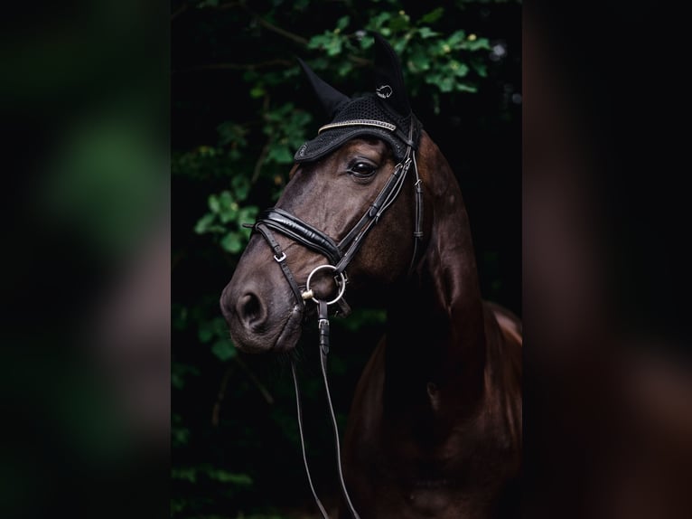KWPN Gelding 10 years 17,1 hh Black in Solec