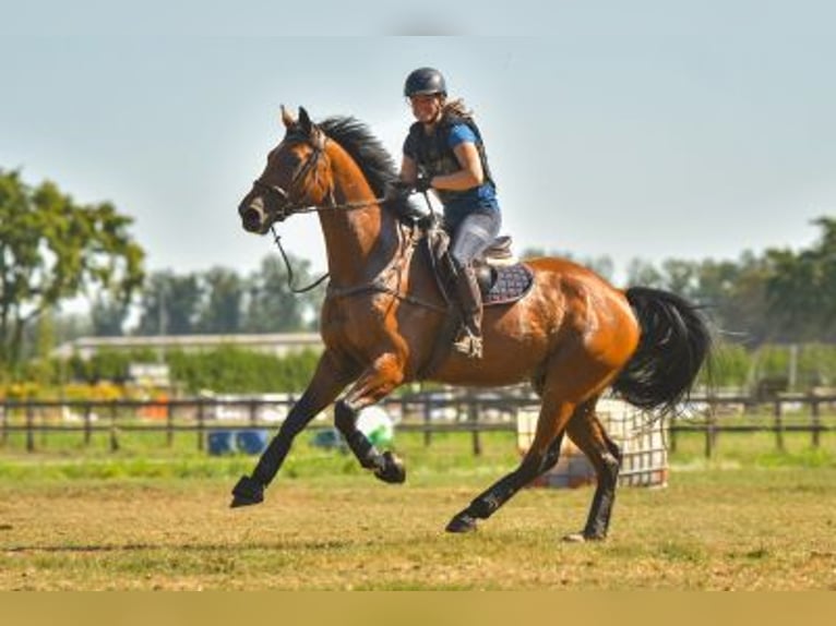 KWPN Gelding 10 years 17,1 hh Brown in Veenendaal