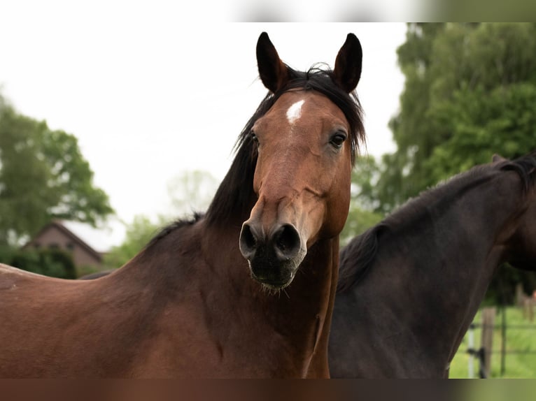 KWPN Gelding 10 years 17,1 hh Brown in Veenendaal