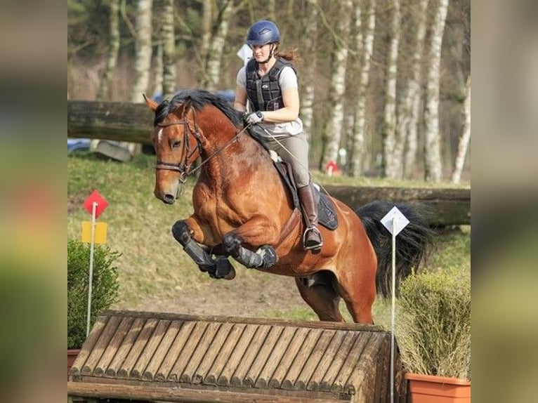 KWPN Gelding 10 years 17,1 hh Brown in Veenendaal