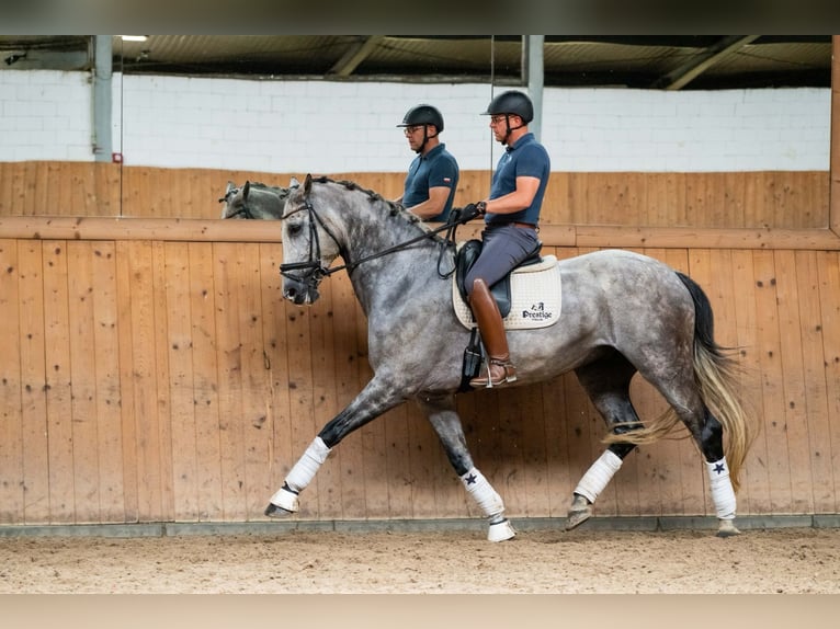 KWPN Gelding 10 years 17,1 hh Gray in Ziemi&#x119;cice