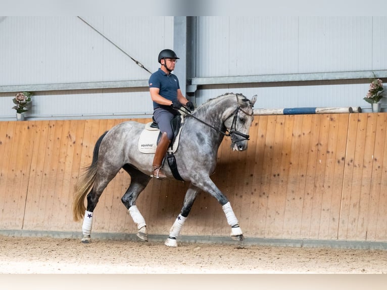 KWPN Gelding 10 years 17,1 hh Gray in Ziemi&#x119;cice