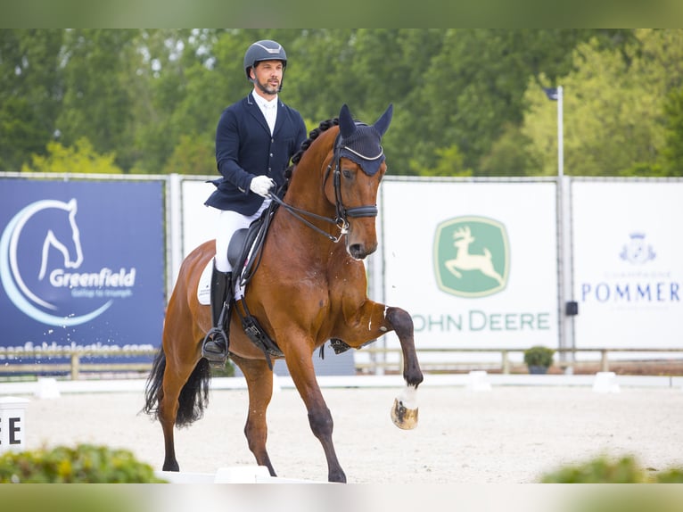 KWPN Gelding 10 years 17,2 hh Brown in Geel