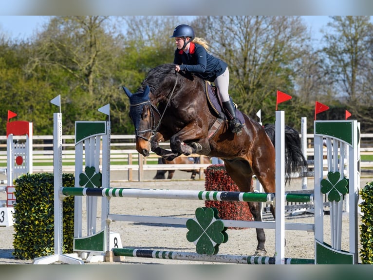 KWPN Gelding 10 years 18 hh Brown in Wouwse Plantage