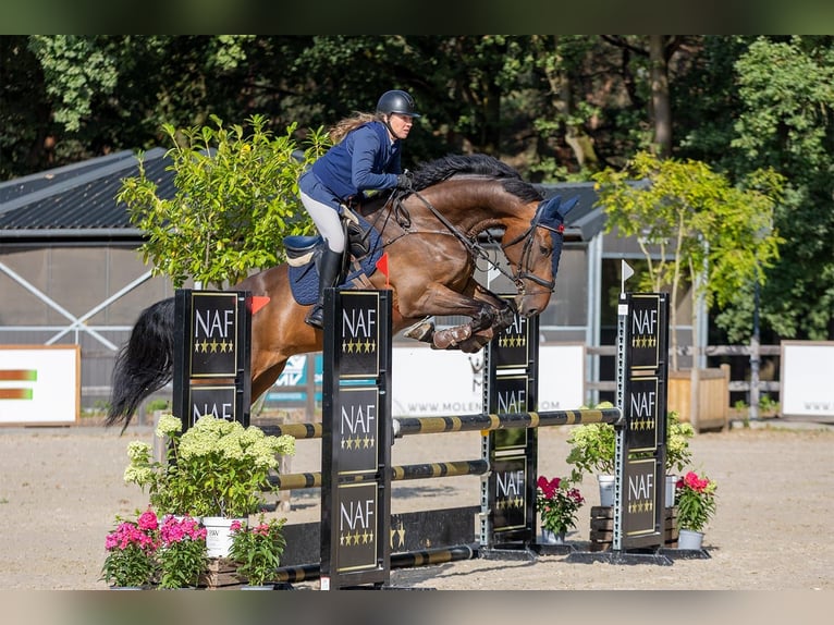 KWPN Gelding 10 years 18 hh Brown in Wouwse Plantage