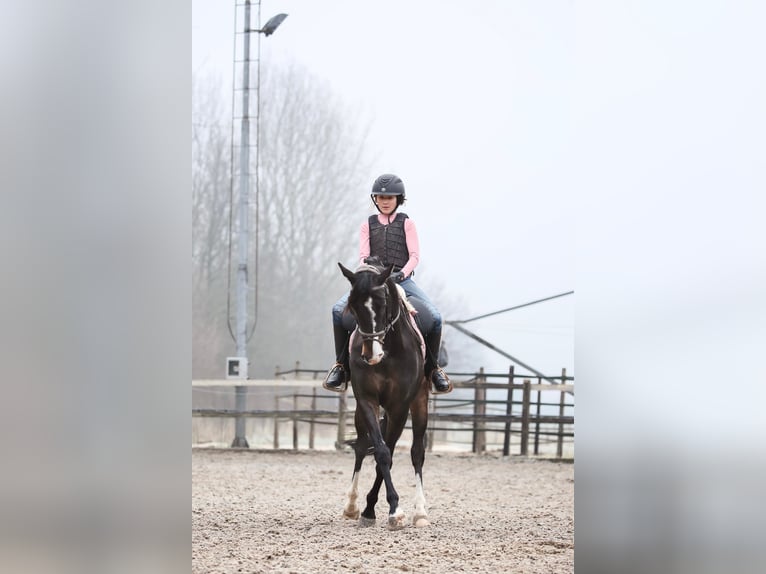 KWPN Gelding 11 years 14,2 hh Bay-Dark in Zuiddorpe