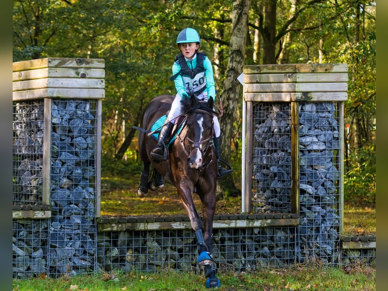 KWPN Gelding 11 years 14,2 hh Bay-Dark in Zuiddorpe