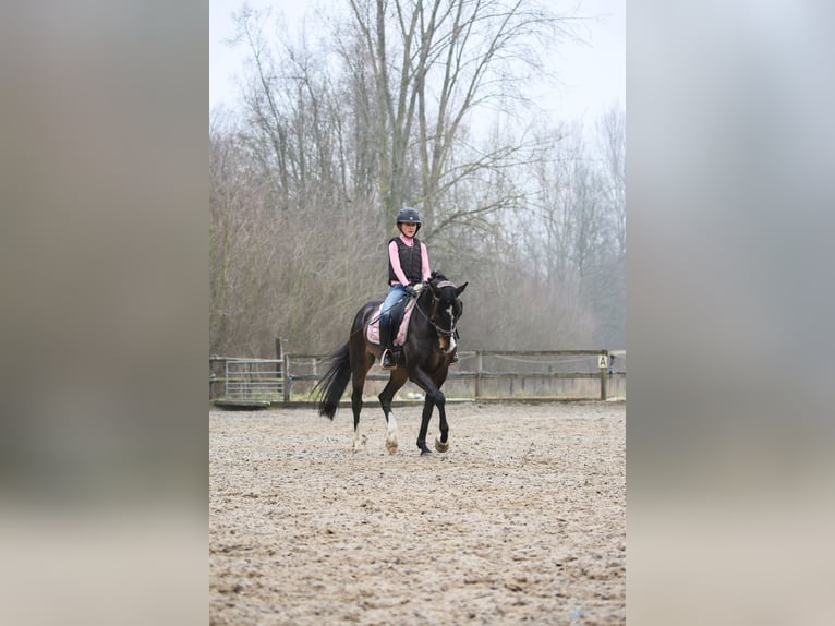 KWPN Gelding 11 years 14,2 hh Bay-Dark in Zuiddorpe