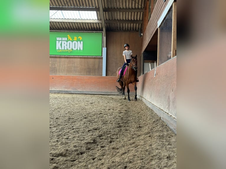 KWPN Gelding 11 years 14,2 hh in Hoogkarspel