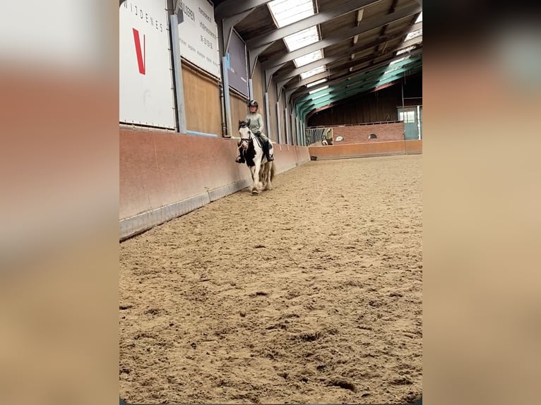 KWPN Gelding 11 years 14,2 hh in Hoogkarspel