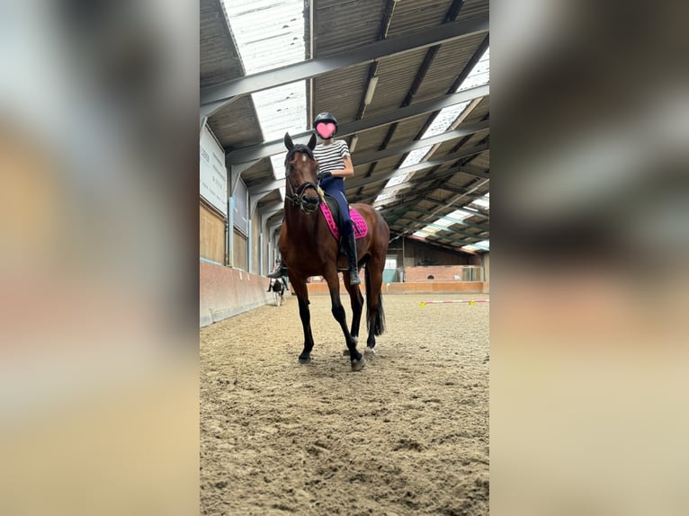 KWPN Gelding 11 years 14,2 hh in Hoogkarspel