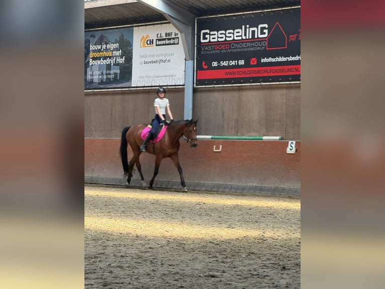 KWPN Gelding 11 years 14,2 hh in Hoogkarspel