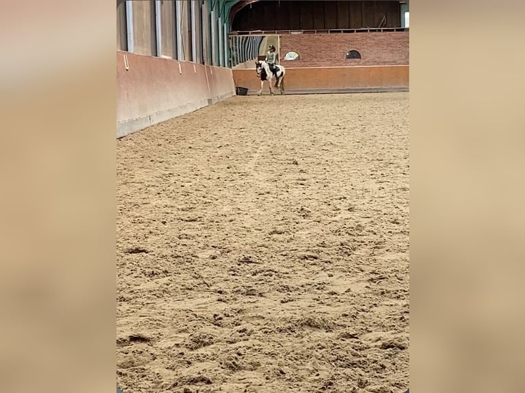 KWPN Gelding 11 years 14,2 hh in Hoogkarspel