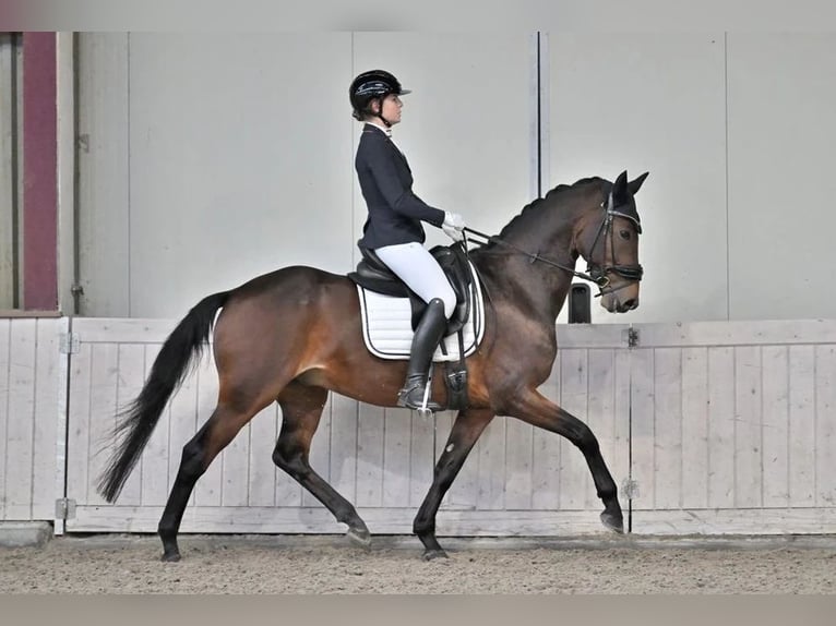 KWPN Gelding 11 years 15.2 hh Brown in Nieuwkuijk
