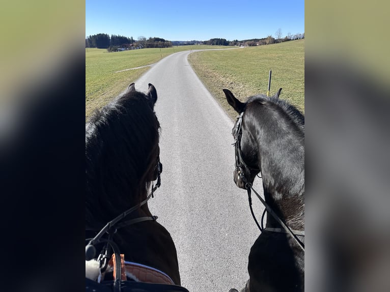 KWPN Gelding 11 years 15,1 hh Black in Wessobrunn